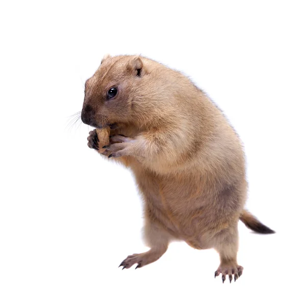 A marmota bobak ou estepe no fundo branco — Fotografia de Stock