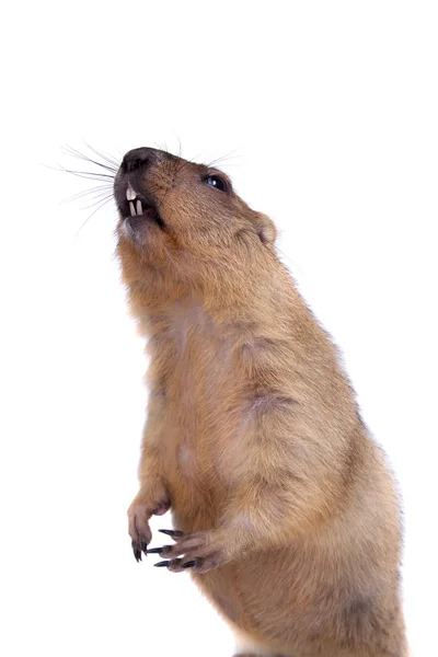 A marmota bobak ou estepe no fundo branco — Fotografia de Stock