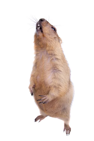 A marmota bobak ou estepe no fundo branco — Fotografia de Stock