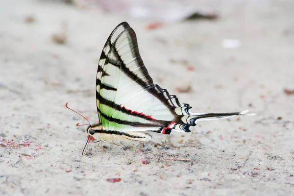 南米で珍しいカラフルな蝶 — ストック写真