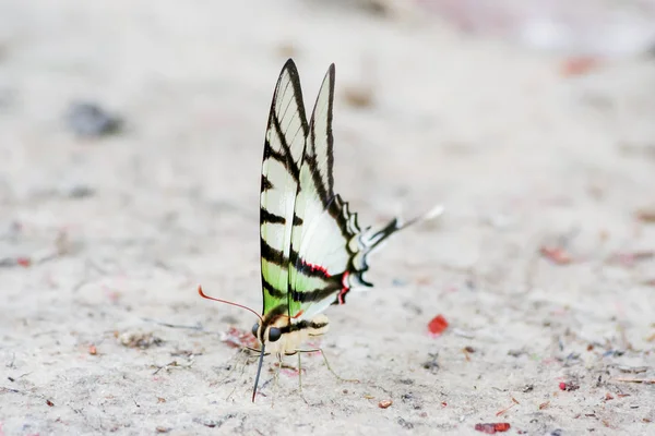 Farfalla rara e colorata in Sud America — Foto Stock