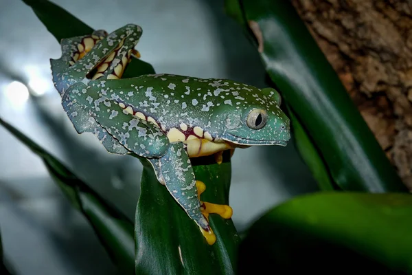 Incroyable grenouille frange assis sur les feuilles — Photo