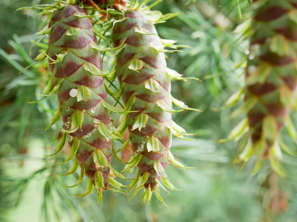 Twee frisse gezonde groene boom dennenappel Stockfoto