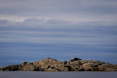 Beyaz deniz koyunda kahverengi laminarya, Rusya