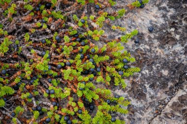 Siyah crowberry buzlu. Beyaz deniz, Rusya Federasyonu