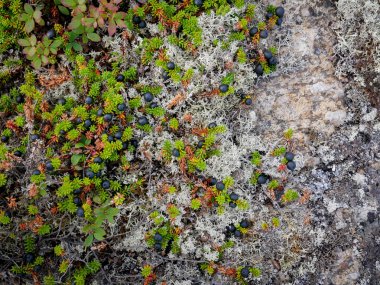 Rusya 'nın Beyaz Deniz Koyu' nda Siyah Çilek