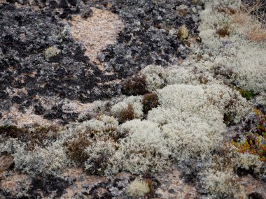 Orman beyaz yosunu ya da kayalarda ren geyiği yosunu.