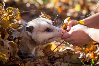 The Virginia opossum, Didelphis virginiana, in autumn park clipart