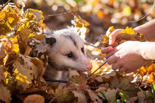 Den Virginia opossum, Didelphis virginiana, i höst park — Stockfoto