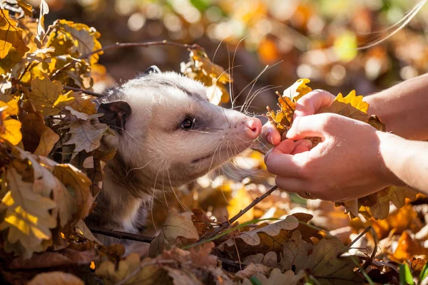 The Virginia opossum, Didelphis virginiana, in autumn park — Stock Photo, Image