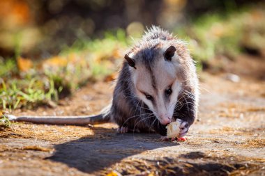 Virginia opossum, Sonbahar Park Didelphis virginiana
