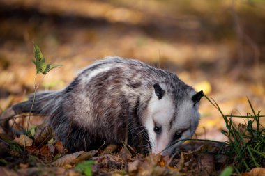 Virginia opossum, Sonbahar Park Didelphis virginiana