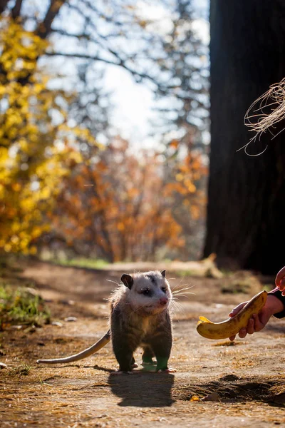 The Virginia opossum, Didelphis virginiana, in autumn park — Stock Photo, Image