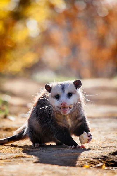 버지니아 주머니 쥐가 공원에서 Didelphis virginiana — 스톡 사진