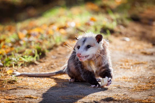 L'opossum della Virginia, Didelphis virginiana, nel parco autunnale — Foto Stock