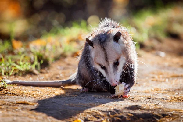 버지니아 주머니 쥐가 공원에서 Didelphis virginiana — 스톡 사진