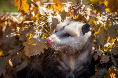 Virginia opossum, Sonbahar Park Didelphis virginiana