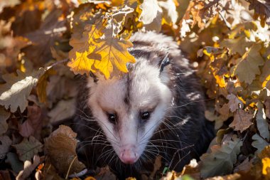 Virginia opossum, Sonbahar Park Didelphis virginiana