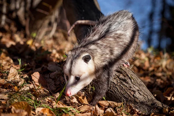 Das jungfräuliche Opossum, didelphis virginiana, im Herbstpark — Stockfoto