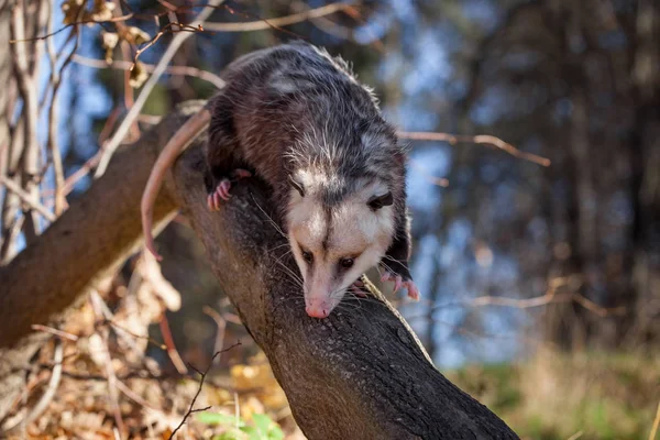 L'opossum de Virginie, Didelphis virginiana, dans le parc d'automne — Photo