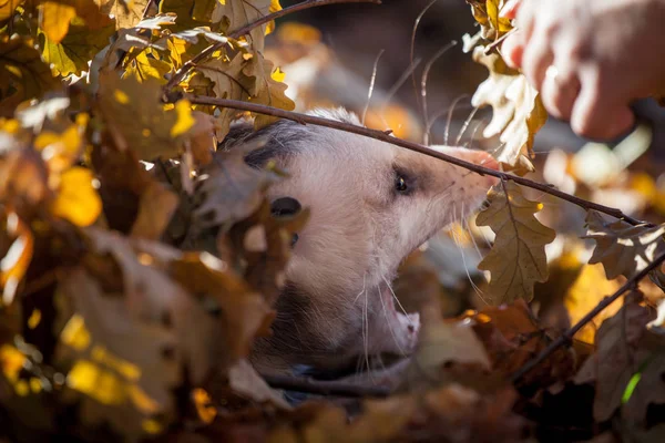 O gambá da Virgínia, Didelphis virginiana, no parque de outono — Fotografia de Stock