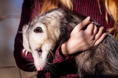Virginia opossum, Sonbahar Park Didelphis virginiana