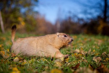 Sonbahar Park bobak veya bozkır dağ sıçanı