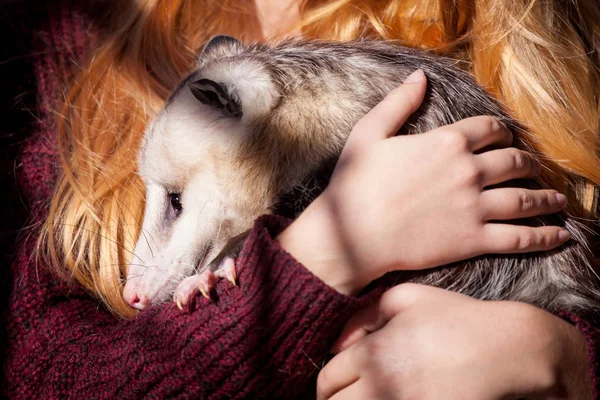 The Virginia opossum, Didelphis virginiana, in autumn park — Stock Photo, Image