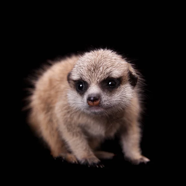 Meerkat eller suricate cub, 1 månad gammal, på svart — Stockfoto