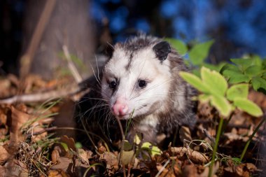 Virginia opossum, Sonbahar Park Didelphis virginiana