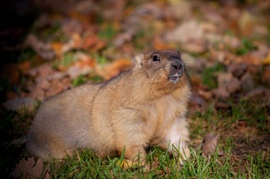Sonbahar Park bobak veya bozkır dağ sıçanı