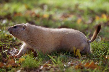 Sonbahar Park bobak veya bozkır dağ sıçanı