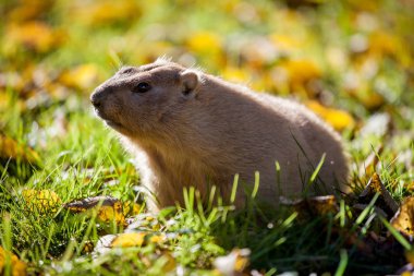 Sonbahar Park bobak veya bozkır dağ sıçanı