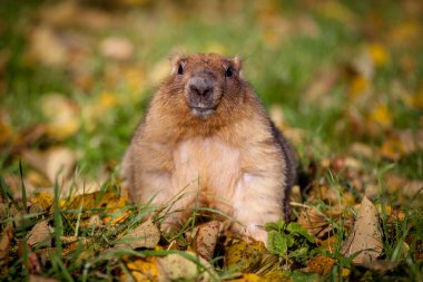 Sonbahar Park bobak veya bozkır dağ sıçanı