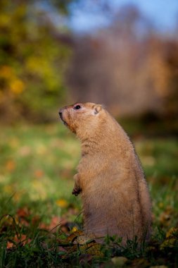 Sonbahar Park bobak veya bozkır dağ sıçanı