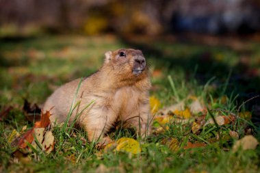 Sonbahar Park bobak veya bozkır dağ sıçanı