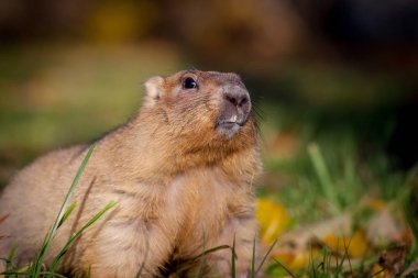 Sonbahar Park bobak veya bozkır dağ sıçanı