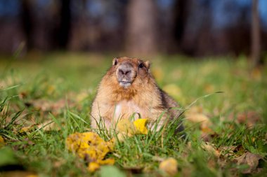 Sonbahar Park bobak veya bozkır dağ sıçanı