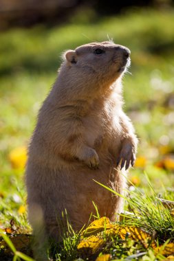 Sonbahar Park bobak veya bozkır dağ sıçanı