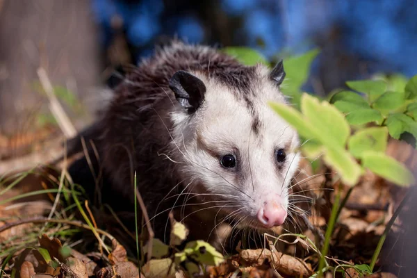 Den Virginia opossum, Didelphis virginiana, i höst park — Stockfoto