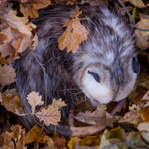 Den Virginia opossum, Didelphis virginiana, i höst park — Stockfoto