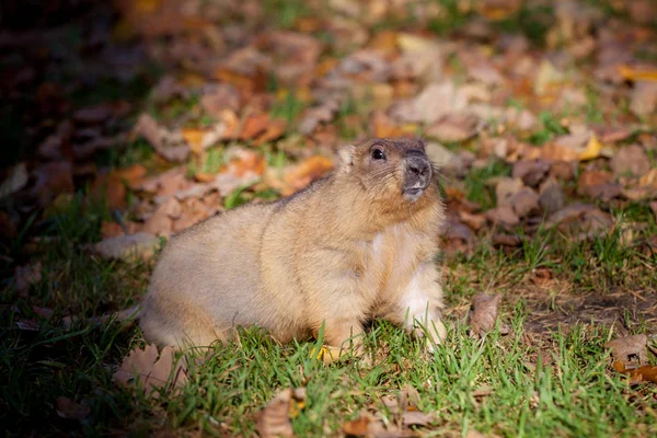 De marmot bobak of steppe in herfst park — Stockfoto