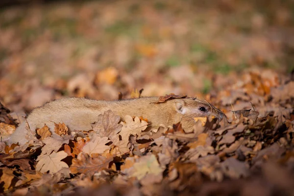 Świstak bobak lub stepu w jesienny park — Zdjęcie stockowe