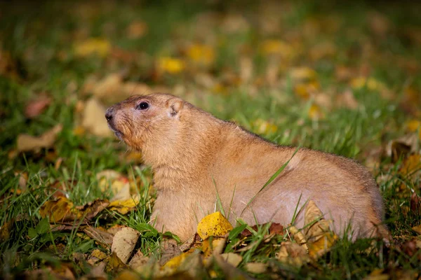 Sonbahar Park bobak veya bozkır dağ sıçanı