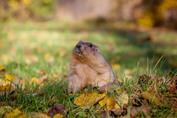 A marmota bobak ou estepe no parque de outono — Fotografia de Stock
