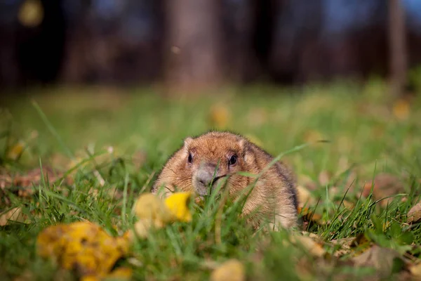 Le bobak ou la marmotte de steppe dans le parc d'automne — Photo