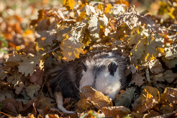 Опоссум Вирджинии Северной Америки Дидельфис Виргиниана Осеннем Парке — стоковое фото
