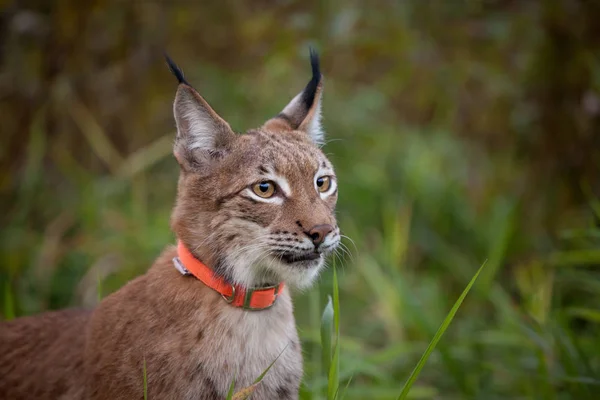 Abordable Eurasian Lynx, ritratto in campo estivo — Foto Stock