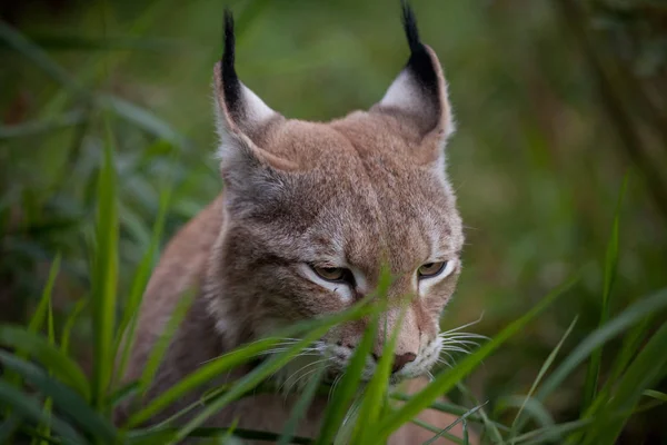 Abordable Eurasian Lynx, ritratto in campo estivo — Foto Stock