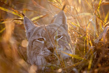 Abordable bayağı vaşak, portre sonbahar alanındaki